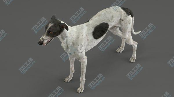 images/goods_img/20210312/3D Greyhound (4) (Fur) model/5.jpg